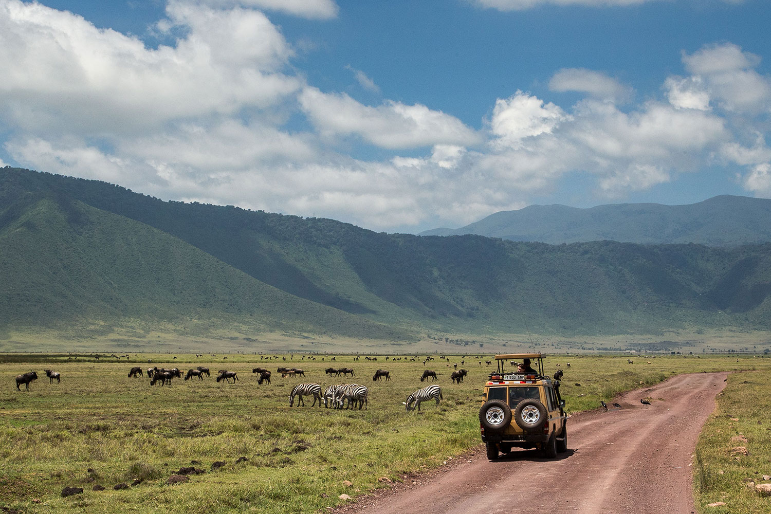 ngorongoro